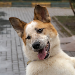 Close-up portrait of a simple funny but smart mongrel dog