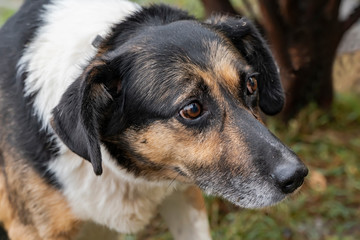 Close-up portrait of a simple funny but smart mongrel dog