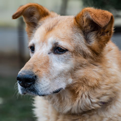 Close-up portrait of a simple funny but smart mongrel dog