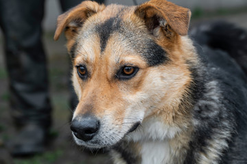Close-up portrait of a simple funny but smart mongrel dog