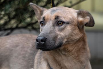 Close-up portrait of a simple funny but smart mongrel dog