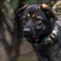 Close-up portrait of a simple funny but smart mongrel dog
