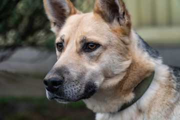 Close-up portrait of a simple funny but smart mongrel dog