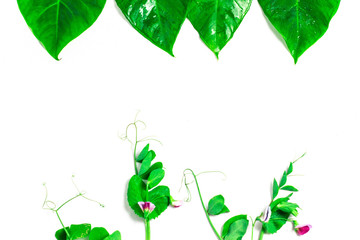 tropical leaves on a white background and free space to write 