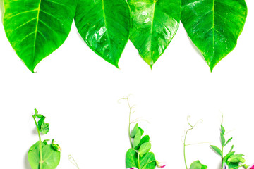 tropical leaves on a white background and free space to write 