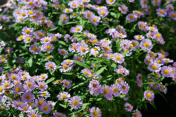 bush of beautiful small purple daisies