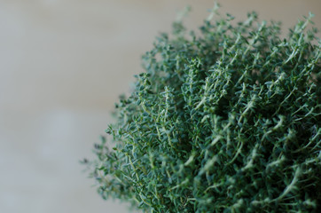 Thyme closeup
