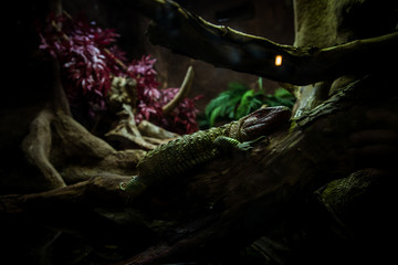 Green lizard crawling on a branch