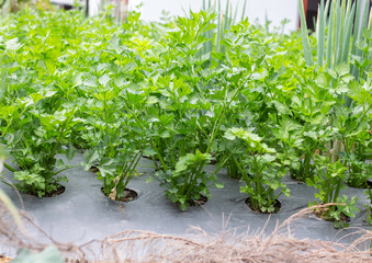 close-up of fresh celery plantation (leaf vegetable) in the vegetable garden