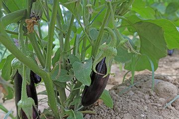Natural long eggplants in the field.