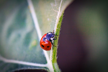 Macro of ladybug on a blade of grass