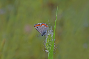 Very Eyed Brunette / Polyommatus agestis