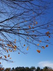 branches of a tree against blue sky
