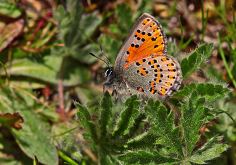 Mediterranean poppy butterfly; Tomares nesimachus