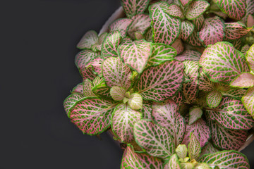 Fototapeta premium Fittonia. Floriculture. Indoor plant. Home flower. Fittonia is a genus of flowering plants in the acanthus family Acanthaceae, native to tropical rainforest in South America, mainly Peru.