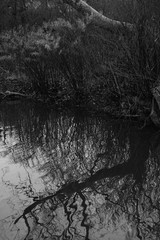 Wasser Fluss Umwelt