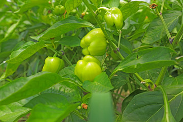 bell peppers grown in the greenhouse