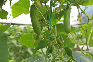 natural cucumbers grown in the greenhouse