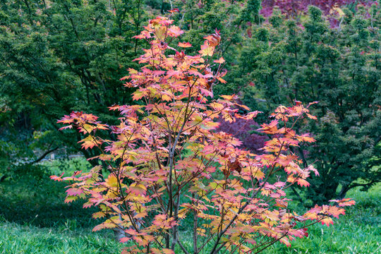 Feuille d'arbre rouge oranger avec un piquet exeptionnel &agrave; la saison hivernale de l'automne en france dans le parc du Mercantour, passage immanquable de la bambouseraie de N&icirc;mes 