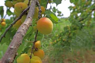 Fresh apricots ripened between apricots and green leaves