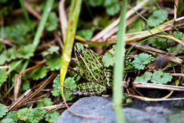 Naklejka premium Leopard Frog