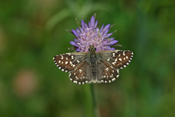 Aegean Hoppin butterfly / Pyrgus melotis