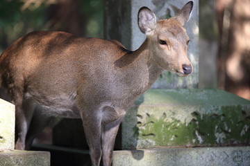 Nara Park in Nara Prefecture, Japan and the scenery of deer living in the park