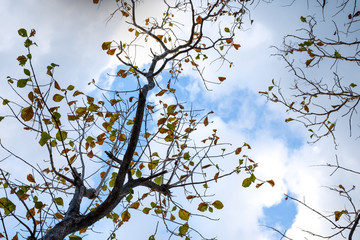  Tree branch and leaf at the cloud sky in the background