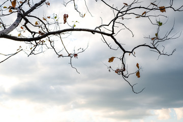  Tree branch and leaf at the cloud sky in the background