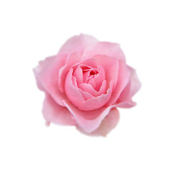 Beautiful pink rose isolated on a white background