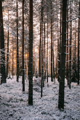 Obraz premium Scenic winter landscape with forest, sunset in Finland