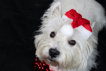 Little white dog, West Highland White Terrier, with a Santa Claus hat