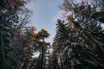 Scenic winter landscape with forest, sunset in Finland