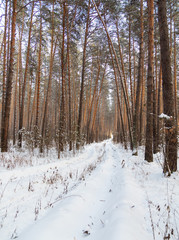 Winter forest in Siberia, pine trees and trees in the snow