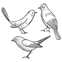 Hand drawn graphic birds on a white background.Vector sketch  illustration.