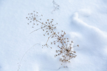 Dry grass, dead wood in the winter Siberian forest. creatively