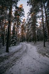 Scenic winter landscape with forest, sunset in Finland