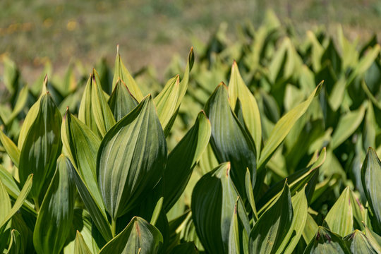 Salades orang&eacute; qui pousse dans un champ &agrave; l'air libre, agriculture en pleine effervescence, la procrastination c'est pour les nuls et faible d'esprit, choux fleur 