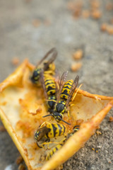 Wasps eating rotten yellow apple fallen on ground. Close up of yellow wasps