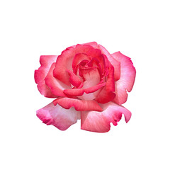 Beautiful pink rose isolated on a white background
