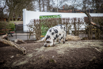 White pig with black spots searching for food