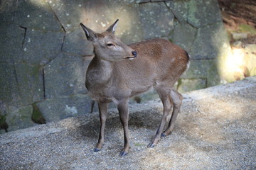 Nara Park in Nara Prefecture, Japan and the scenery of deer living in the park