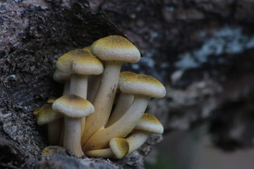 mushrooms in forest