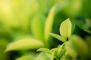 Closeup beautiful view of nature green leaves on blurred greenery tree background with sunlight in public garden park. It is landscape ecology and copy space for wallpaper and backdrop.