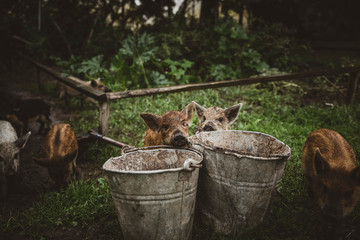 Bunch of little pigs having breakfast from buckets