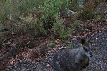 Macropus giganteus kangaroo in Australian Outback, Down under © Sarah