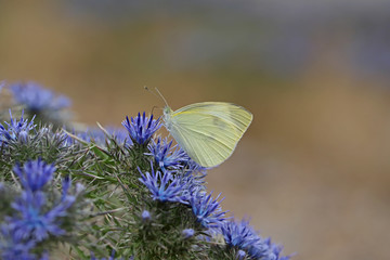 Great White Angel Butterfly ; Pieris brassicae