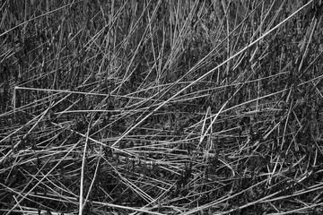 Schilff Natur Hintergrund Textur