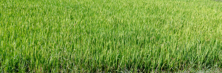 Obraz premium Rice farm green Paddy Fields Philippines