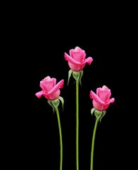 Three pink roses isolated on a black background